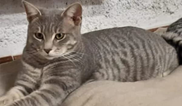 Alice e Rubino, Mixed Breed (Nidia ODV)