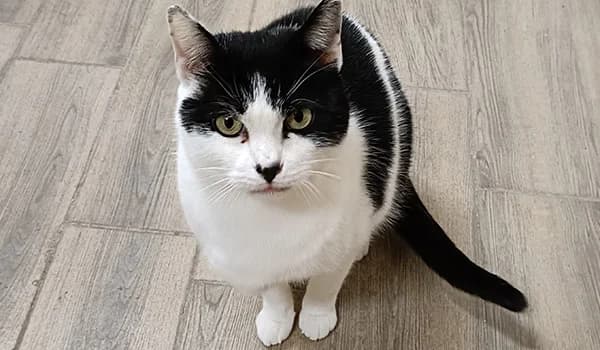 Ennie, Mixed Breed (Nidia ODV)