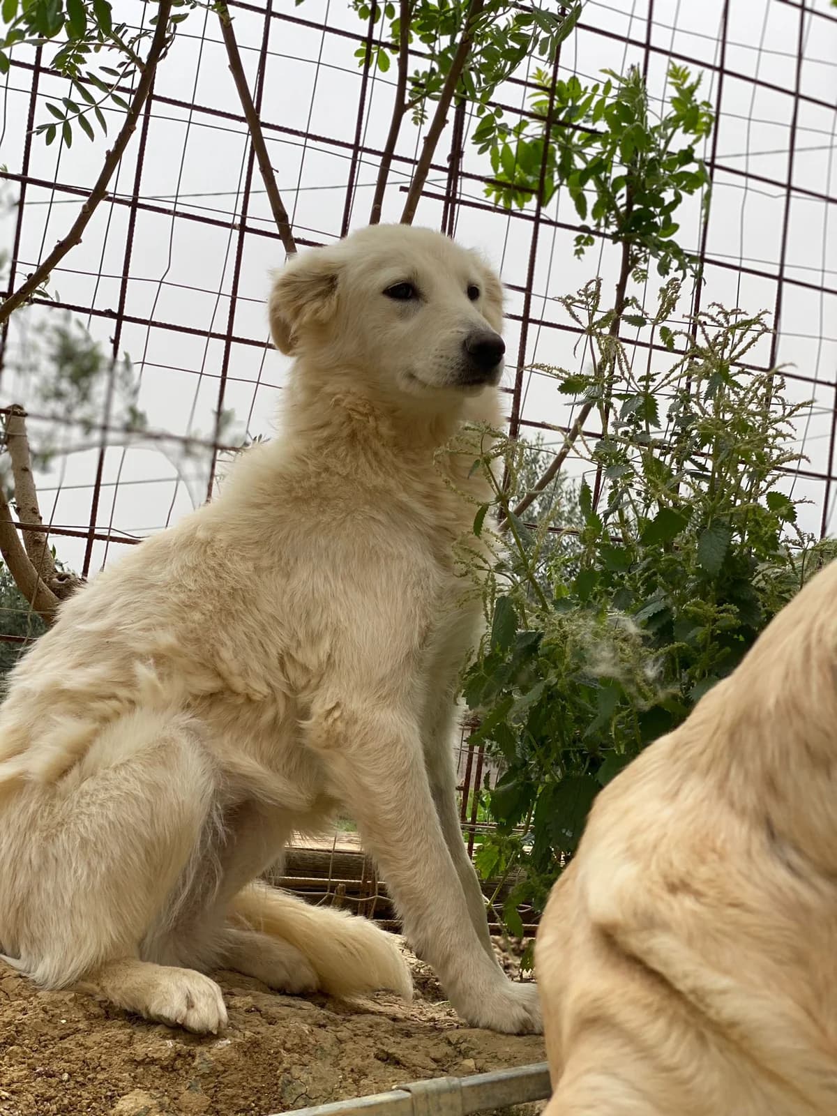ADELE, Mixed Breed (Oasi Ohana ODV)