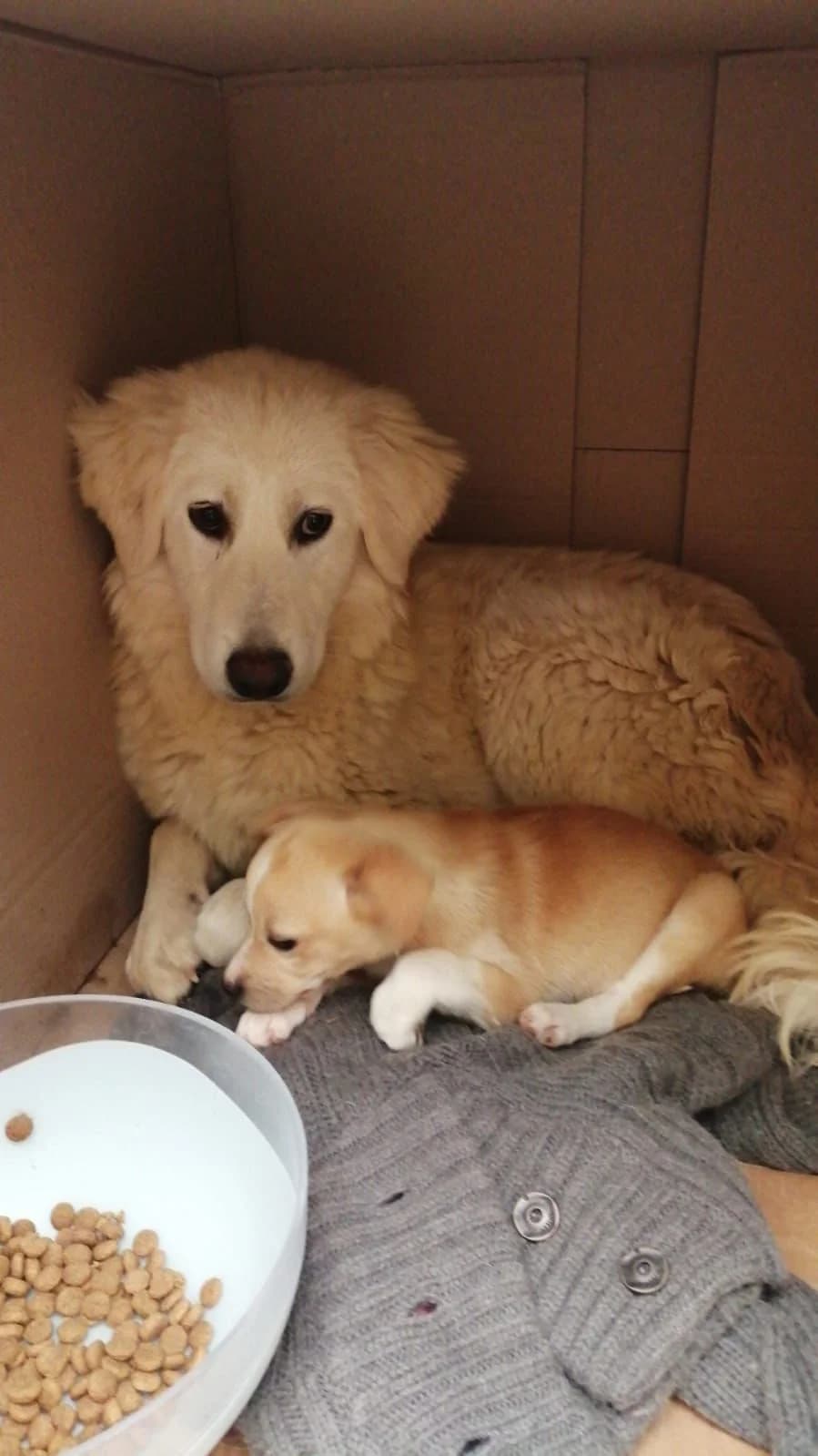 ALICE, bianco Info: 327 female Mixed Breed for adoption at Oasi Ohana ODV, Santa Margherita di Belice (AG)