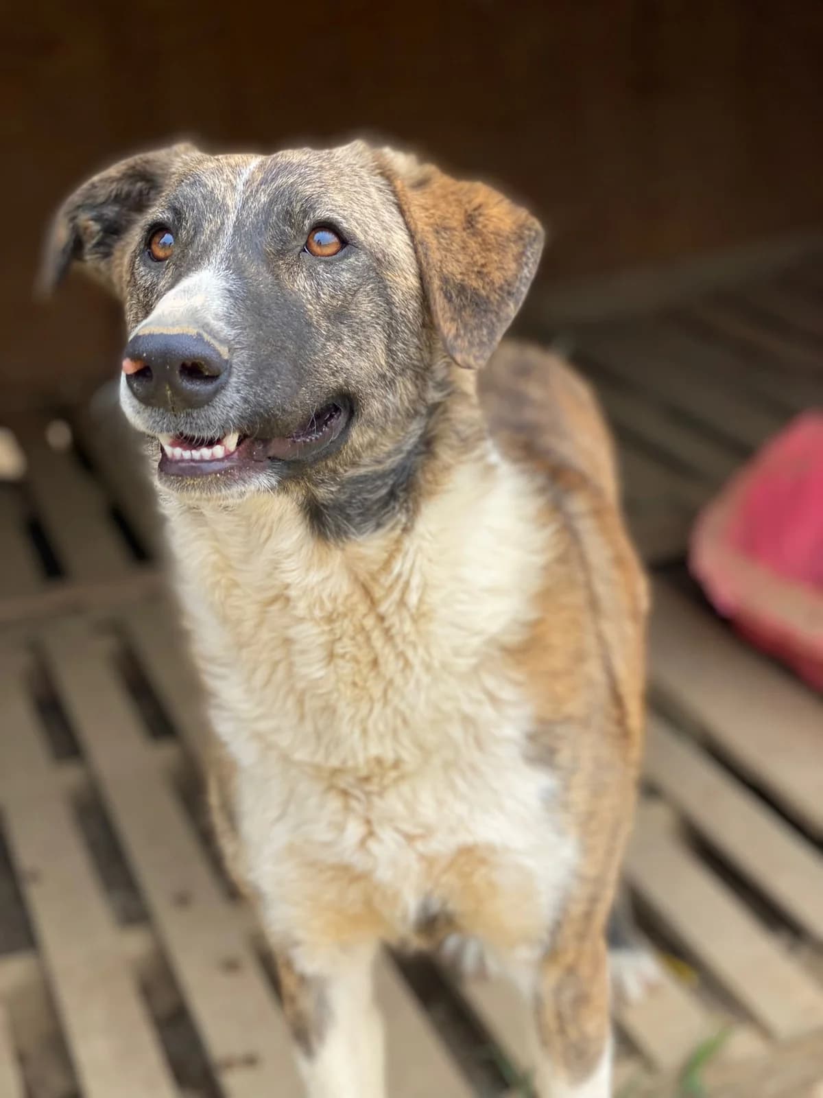 AMELIE, bianco female Mixed Breed for adoption at Oasi Ohana ODV, Santa Margherita di Belice (AG)