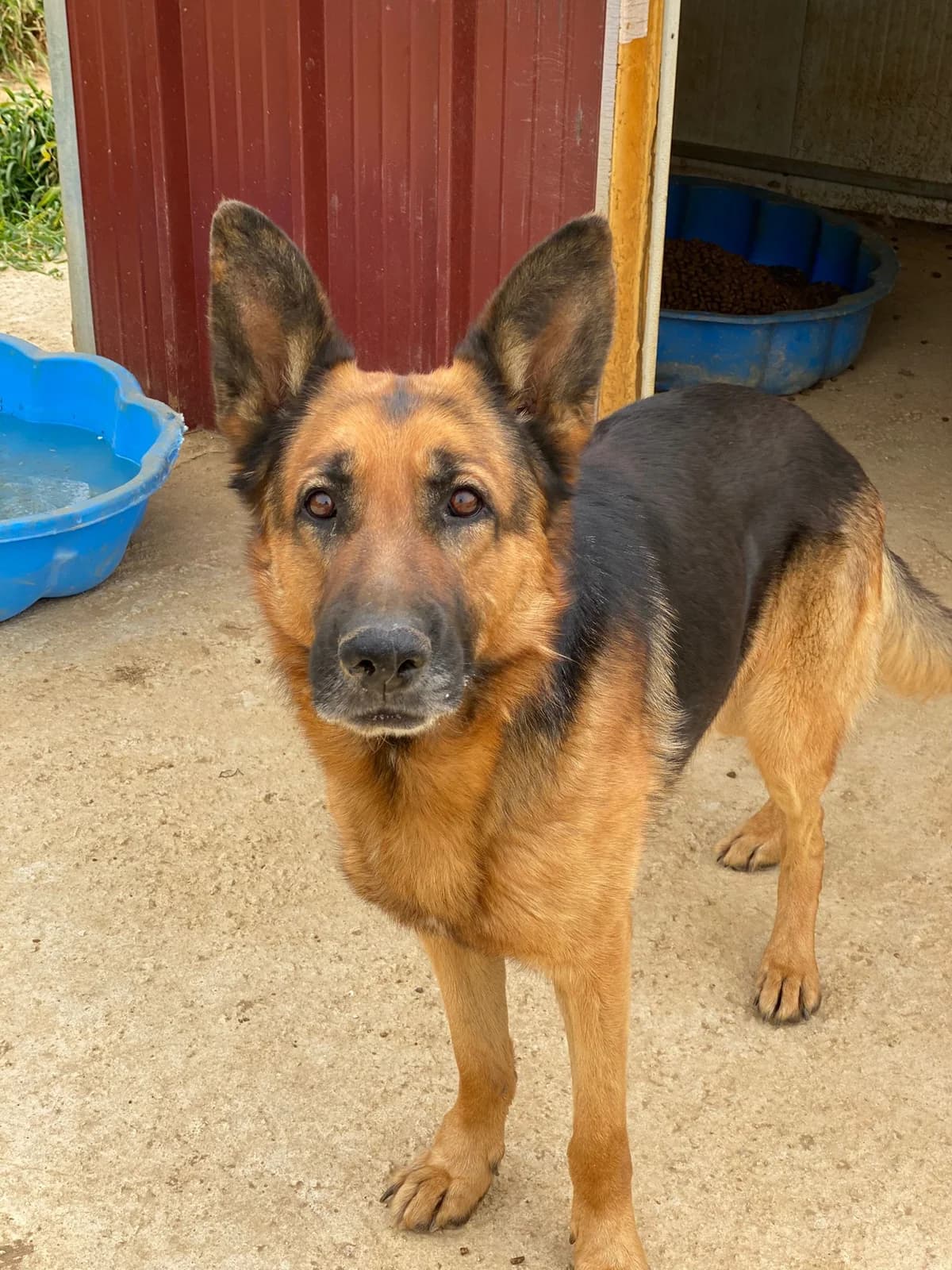 ARGO, nero focato Compatibilità: cani e gatti male senior Mixed Breed for adoption at Oasi Ohana ODV, Santa Margherita di Belice (AG)