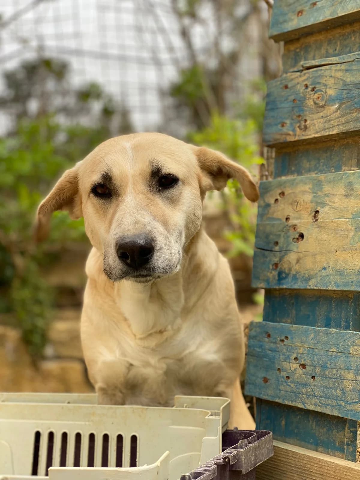ARYA, beige e bianco Info: 327 female Mixed Breed for adoption at Oasi Ohana ODV, Santa Margherita di Belice (AG)