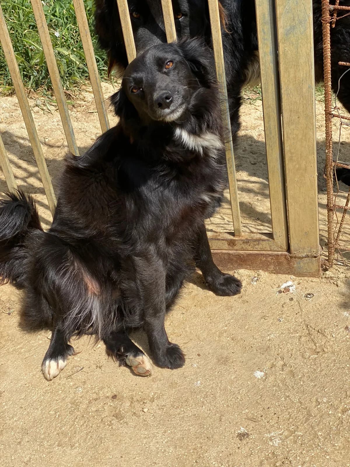 BELLA, nero Compatibilità: cani e gatti Viene a female 6yo Mixed Breed for adoption at Oasi Ohana ODV, Santa Margherita di Belice (AG)