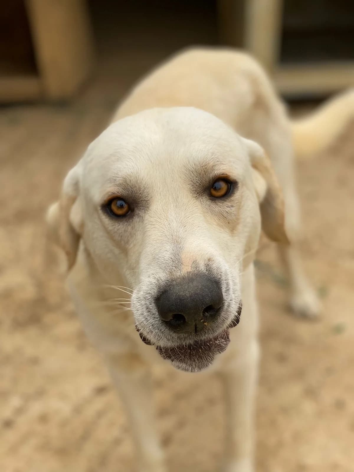 BENJI, miele Compatibilità: cani e gatti Viene male 5yo Mixed Breed for adoption at Oasi Ohana ODV, Santa Margherita di Belice (AG)