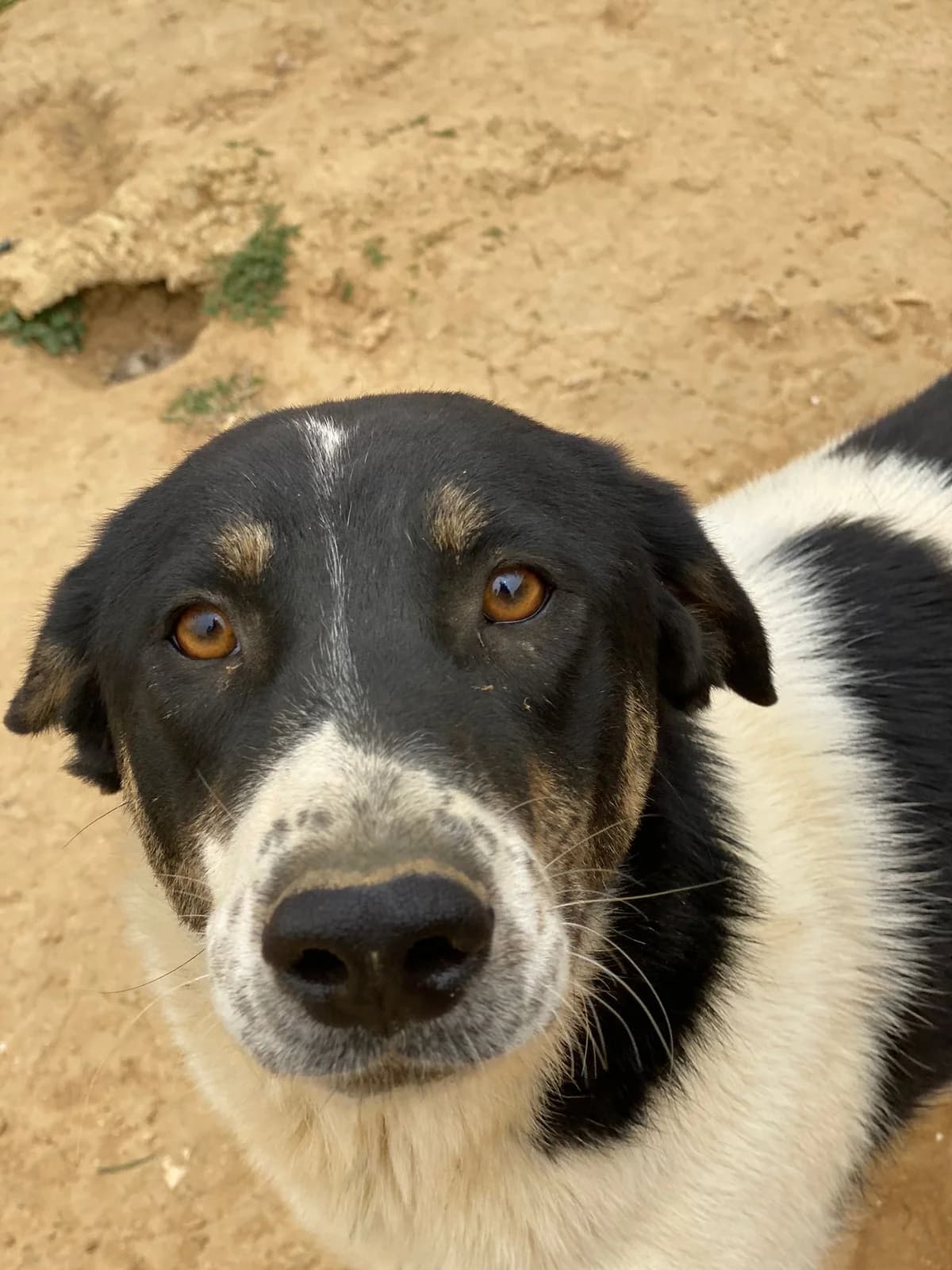 ETNA, bianco e tigrato Compatibilità: cani e g female 5yo Mixed Breed for adoption at Oasi Ohana ODV, Santa Margherita di Belice (AG)