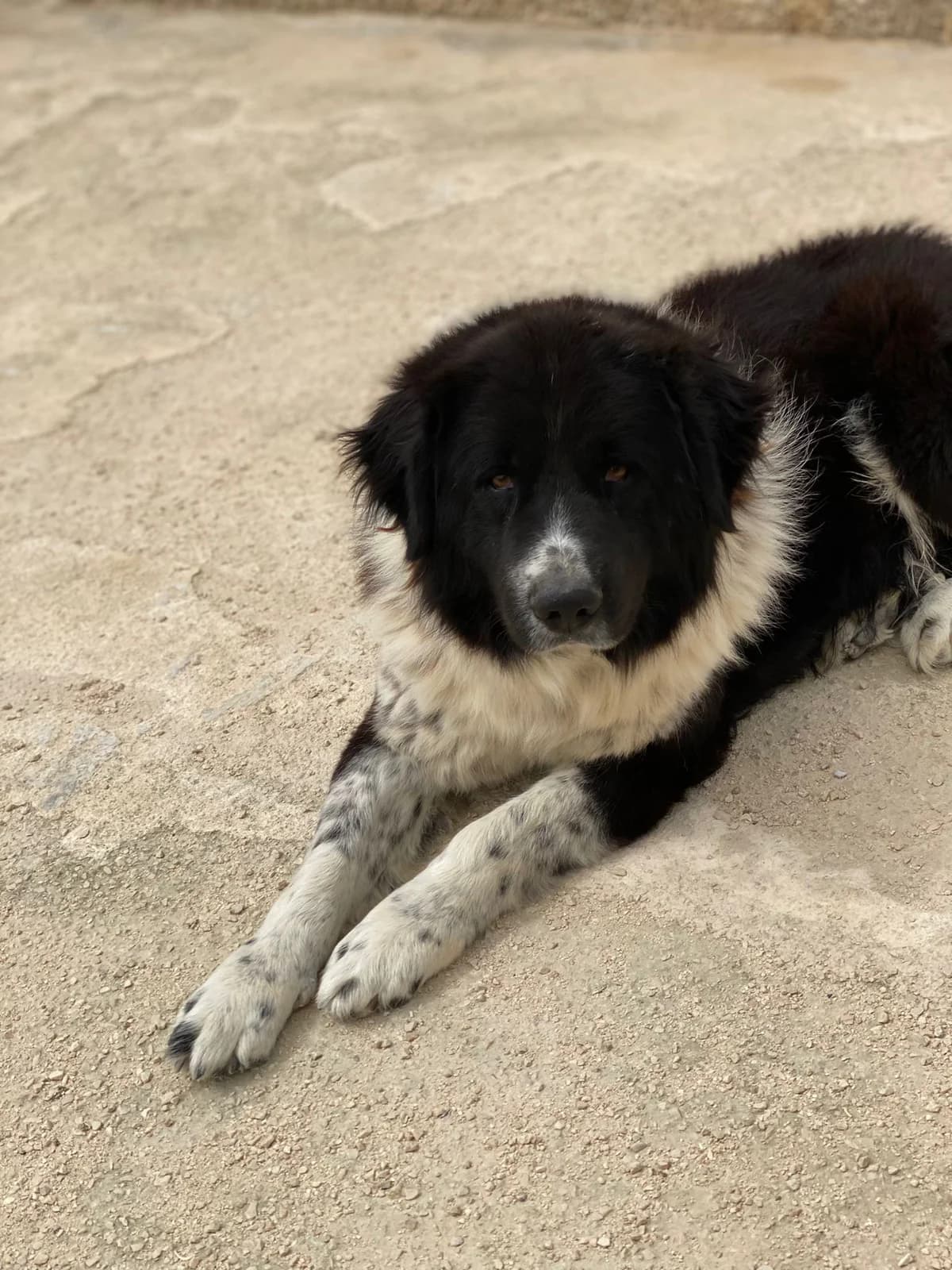 ETTORE, bianco e nero Compatibilità: cani e gatt male Mixed Breed for adoption at Oasi Ohana ODV, Santa Margherita di Belice (AG)