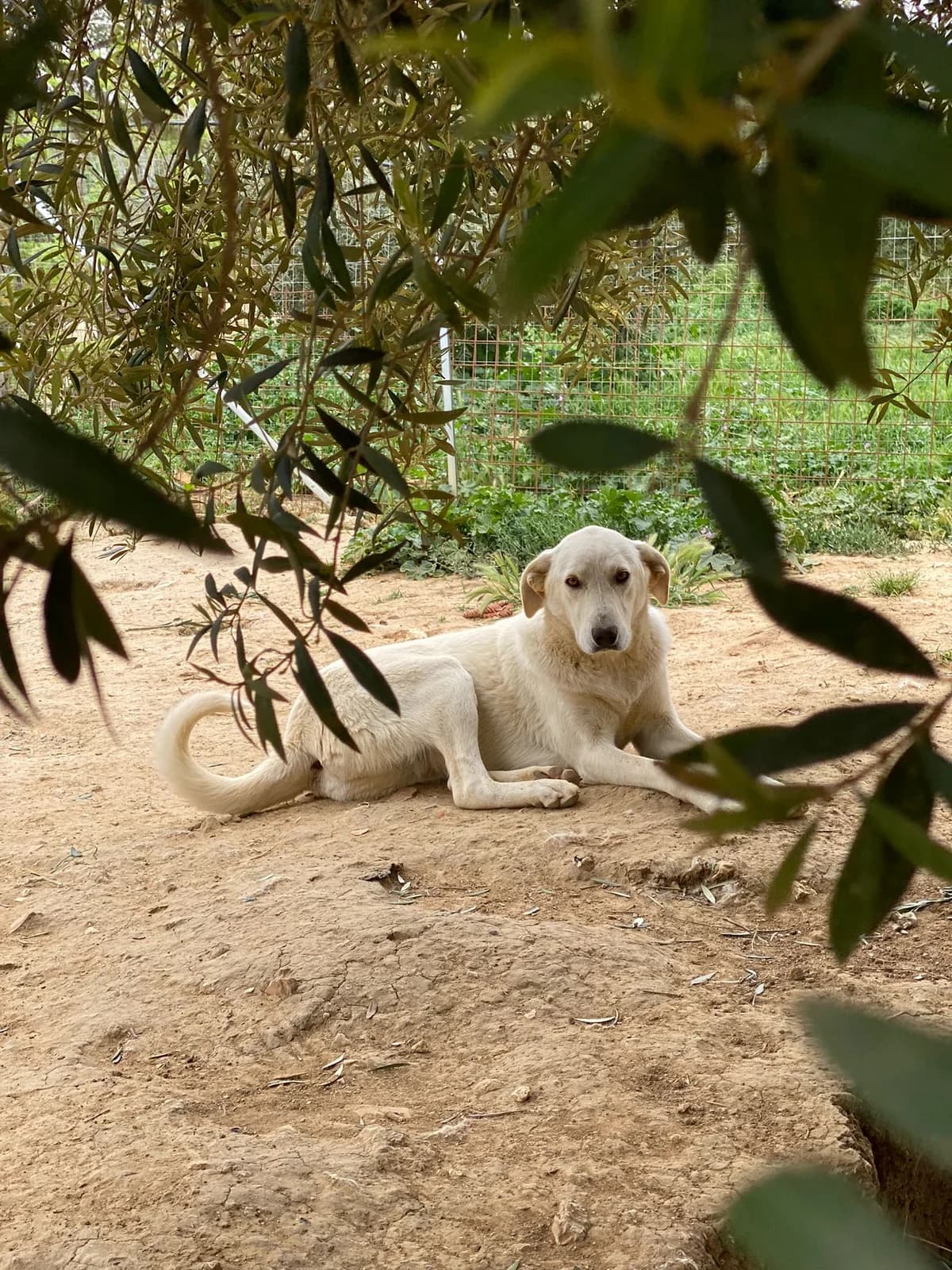 HOLLY, miele Compatibilità: cani e gatti Viene female 5yo Mixed Breed for adoption at Oasi Ohana ODV, Santa Margherita di Belice (AG)