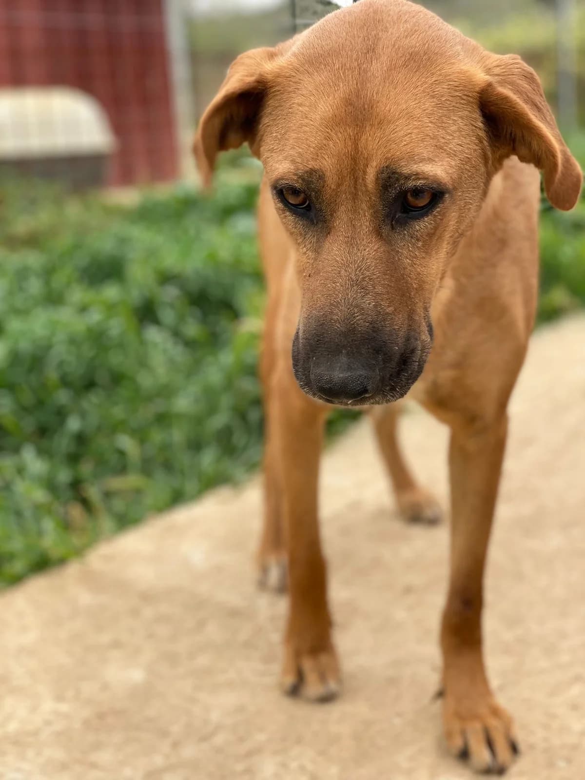 INGRID, marrone Info: 327 female Mixed Breed for adoption at Oasi Ohana ODV, Santa Margherita di Belice (AG)