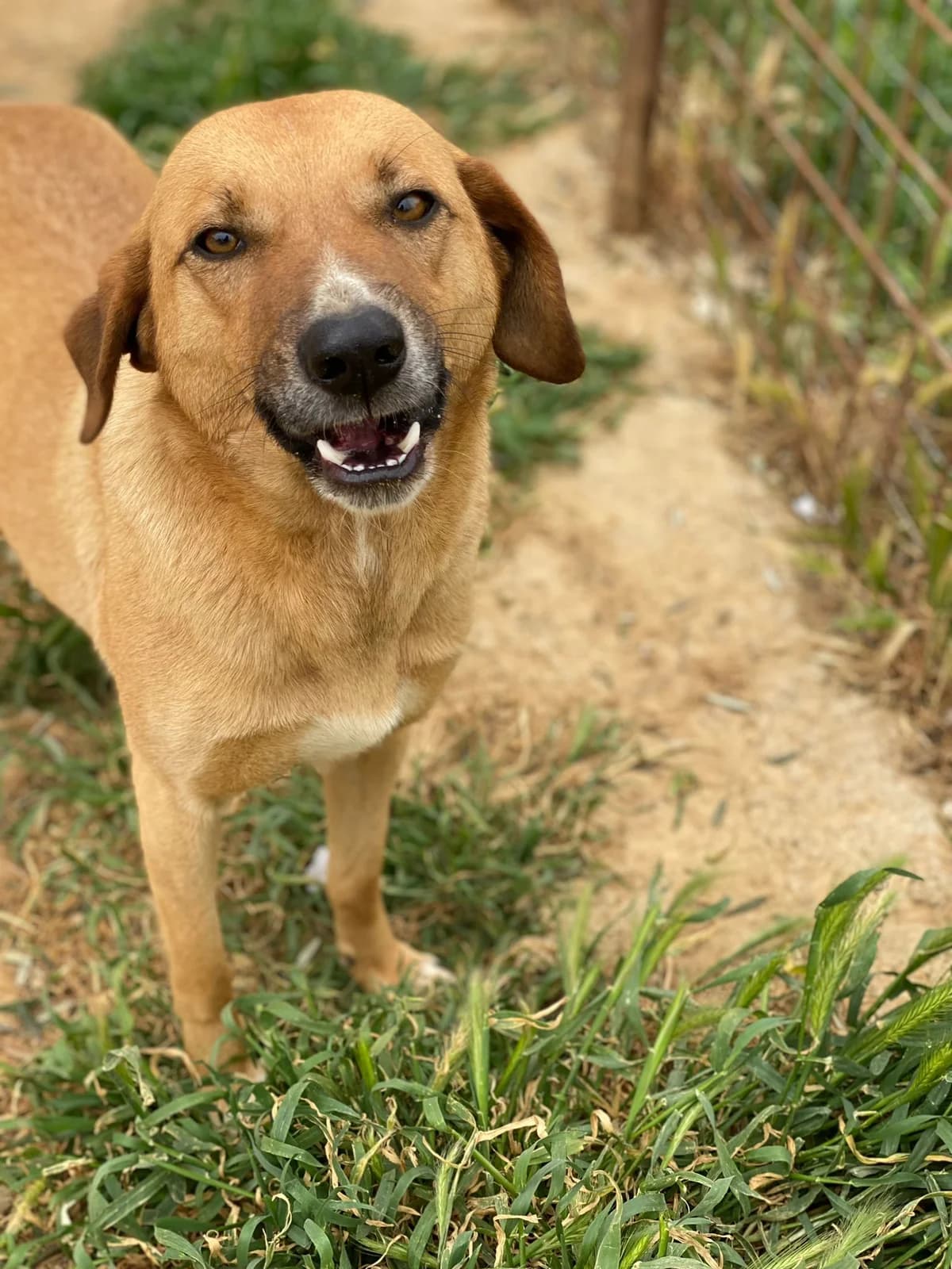 JERRY, marrone e bianco Compatibilità: cani e g male 7yo Mixed Breed for adoption at Oasi Ohana ODV, Santa Margherita di Belice (AG)