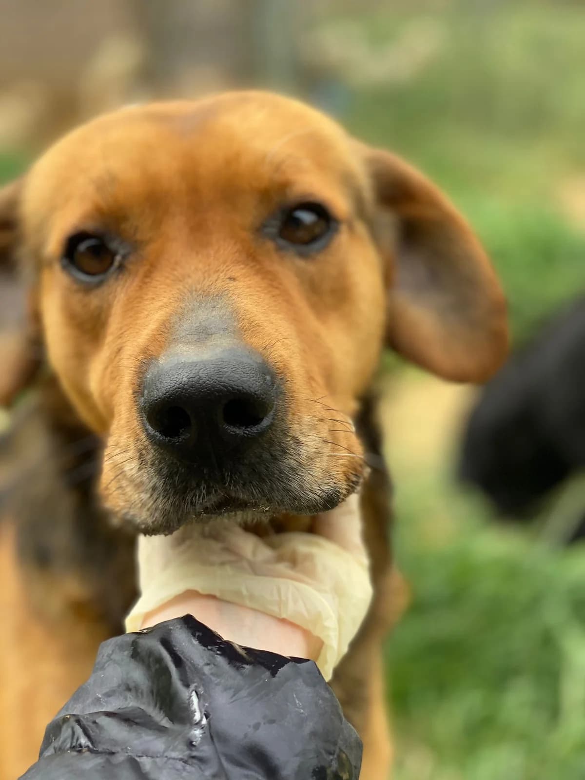 KING, marrone focato Compatibilità: cani e gat male 7yo Mixed Breed for adoption at Oasi Ohana ODV, Santa Margherita di Belice (AG)