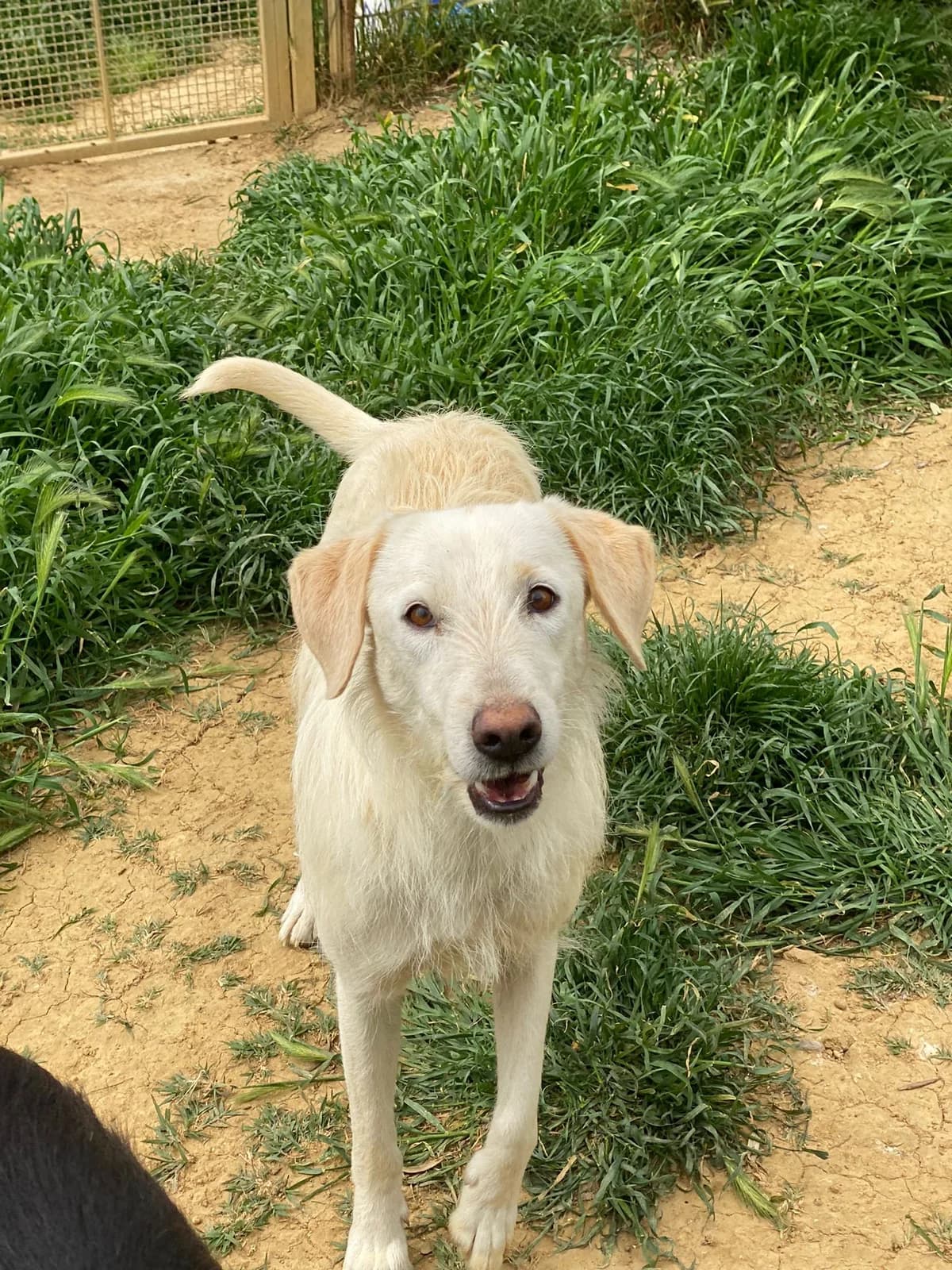LUCE, miele e bianco Compatibilità: cani e gat female senior Mixed Breed for adoption at Oasi Ohana ODV, Santa Margherita di Belice (AG)