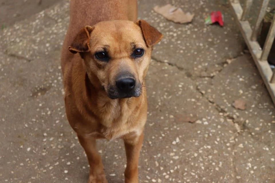MARGOT, marrone Compatibilità: cani e gatti Vien female Mixed Breed for adoption at Oasi Ohana ODV, Santa Margherita di Belice (AG)