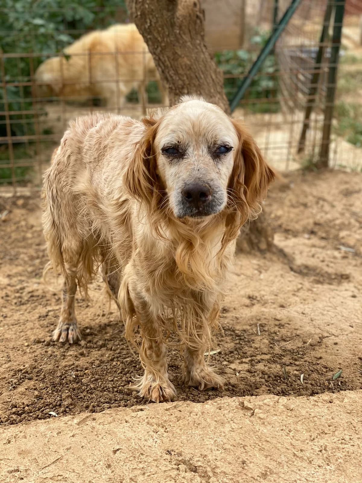 MARTE, bianco e marrone Compatibilità: cani e g male Mixed Breed for adoption at Oasi Ohana ODV, Santa Margherita di Belice (AG)
