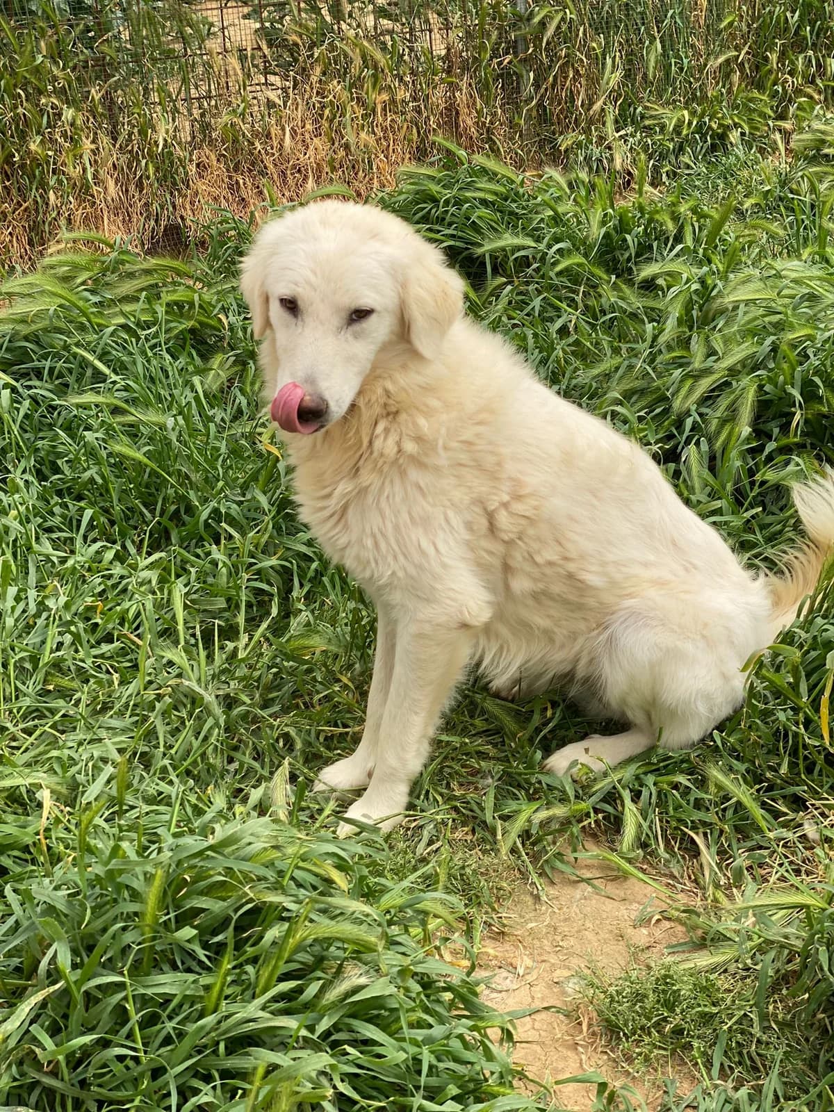 MARWIN, bianco Info: 327 male Mixed Breed for adoption at Oasi Ohana ODV, Santa Margherita di Belice (AG)