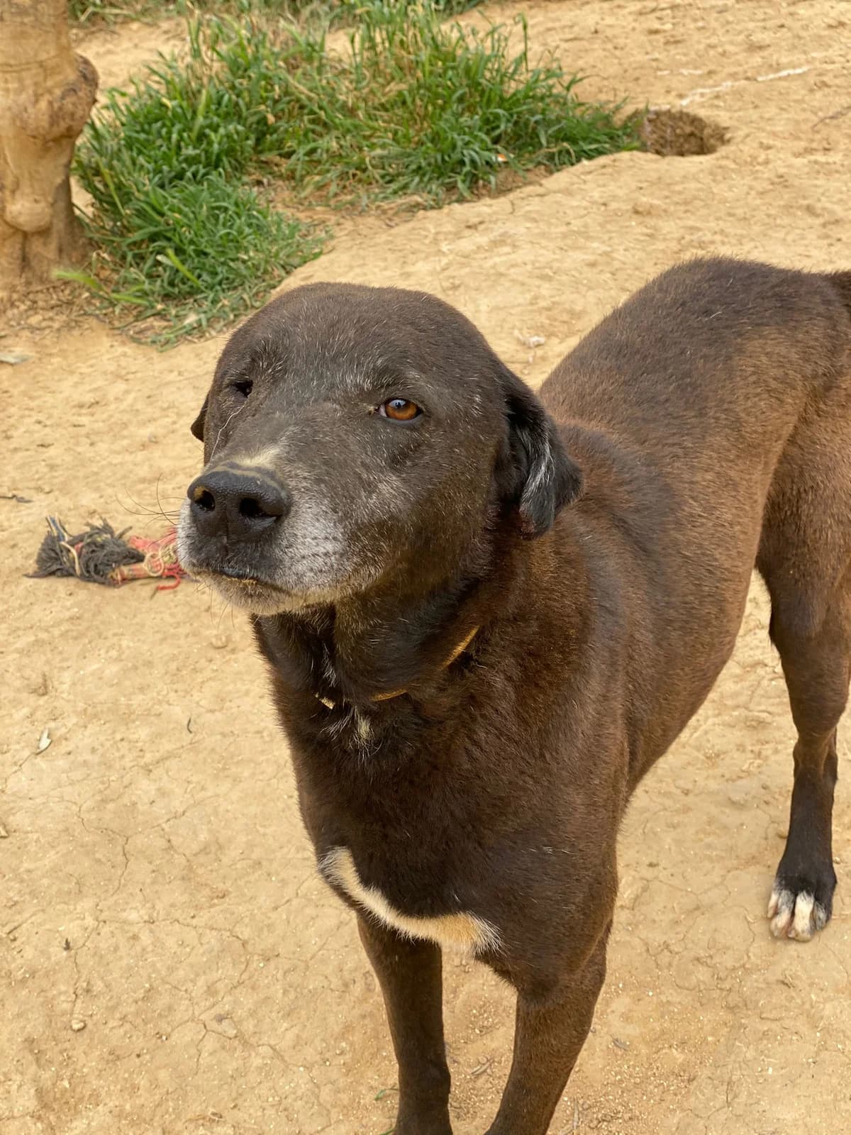 NERO, nero Compatibilità: cani e gatti Viene a male Mixed Breed for adoption at Oasi Ohana ODV, Santa Margherita di Belice (AG)