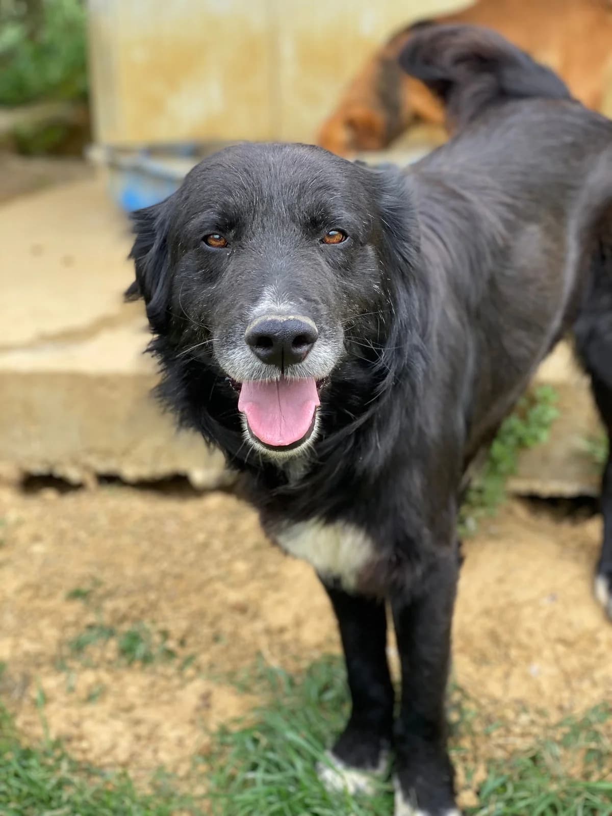 NOCCIOLA, nero e bianco Compatibilità: cani e gatt male senior Mixed Breed for adoption at Oasi Ohana ODV, Santa Margherita di Belice (AG)