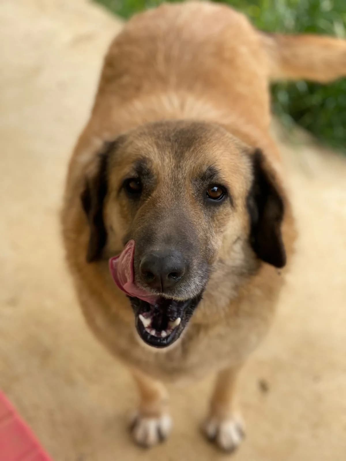 SASHIMI, crema e nero Compatibilità: cani e gatti female senior Mixed Breed for adoption at Oasi Ohana ODV, Santa Margherita di Belice (AG)