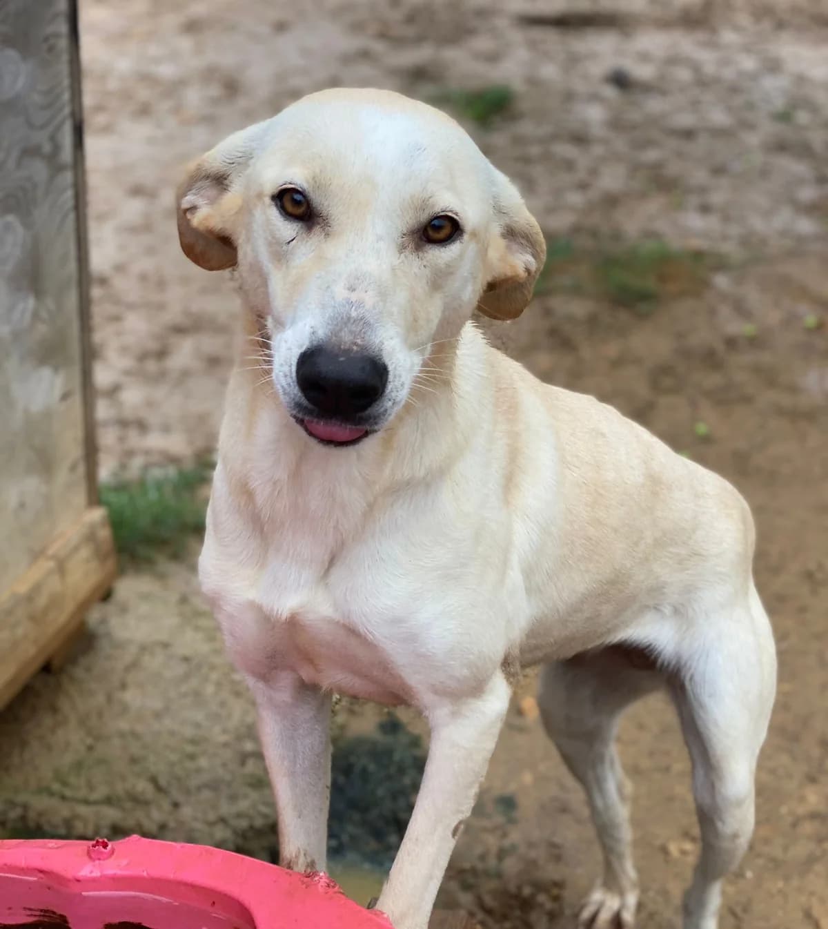 SWAMI, bianco e miele Compatibilità: cani e gat female 7yo Mixed Breed for adoption at Oasi Ohana ODV, Santa Margherita di Belice (AG)