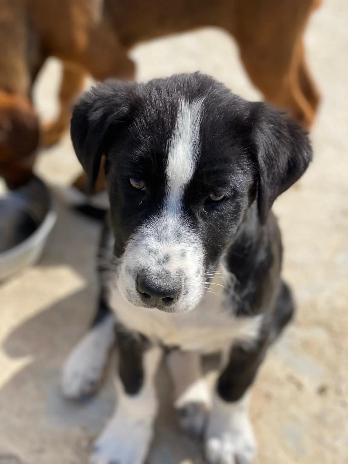 THOR, nero Compatibilità: cani e gatti Viene a male 5yo Mixed Breed for adoption at Oasi Ohana ODV, Santa Margherita di Belice (AG)