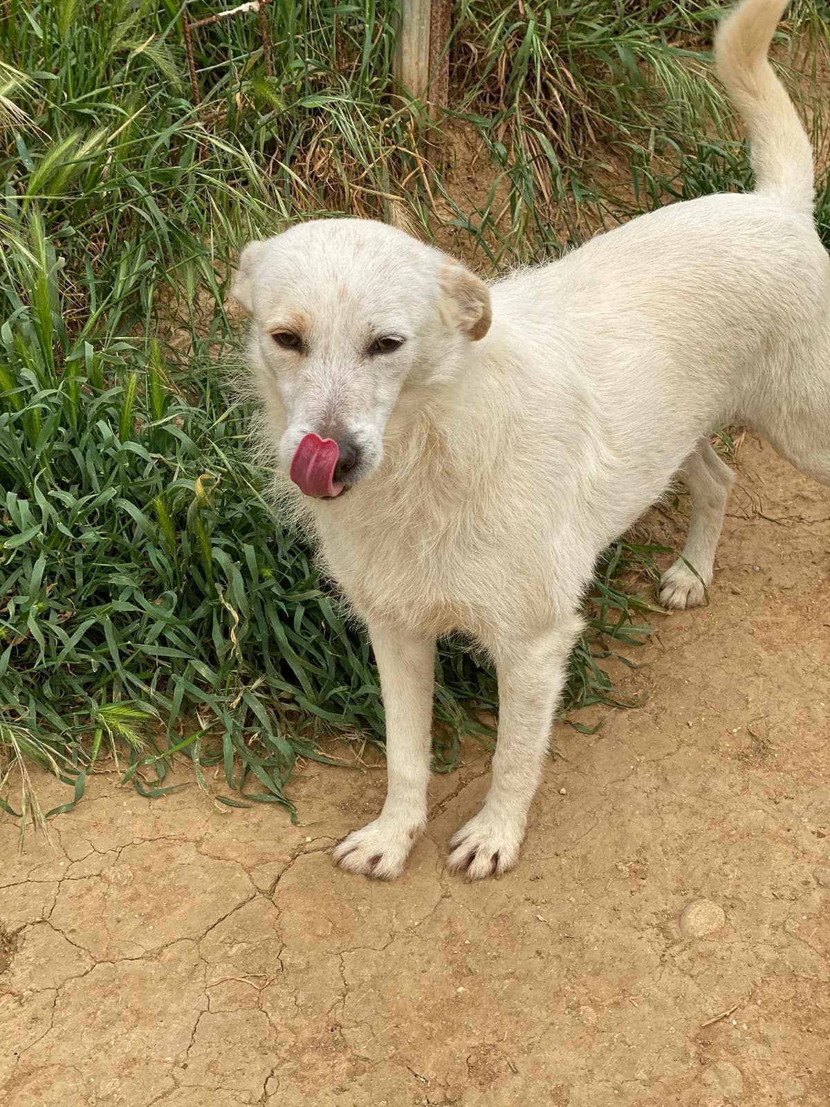 TRILLY, bianco e beige Compatibilità: cani e gat female senior Mixed Breed for adoption at Oasi Ohana ODV, Santa Margherita di Belice (AG)