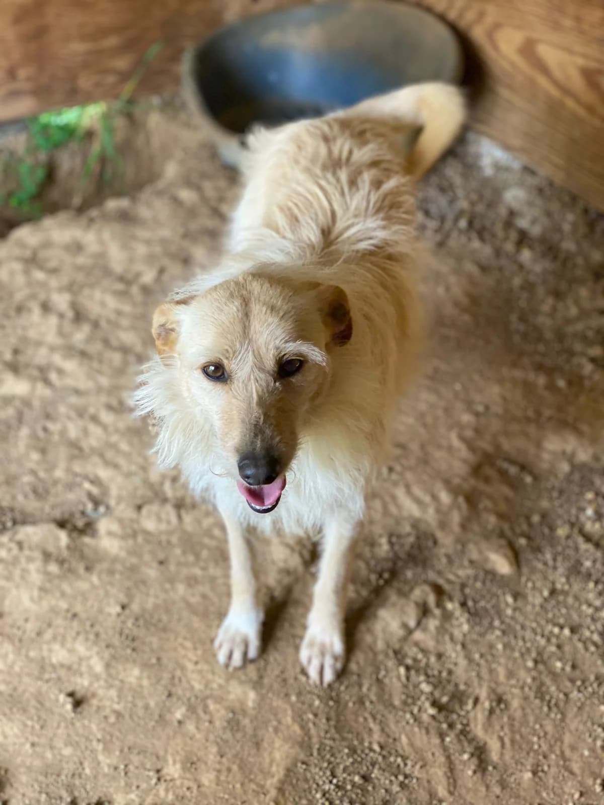 WENDY, beige Compatibilità: cani e gatti Viene female senior Mixed Breed for adoption at Oasi Ohana ODV, Santa Margherita di Belice (AG)