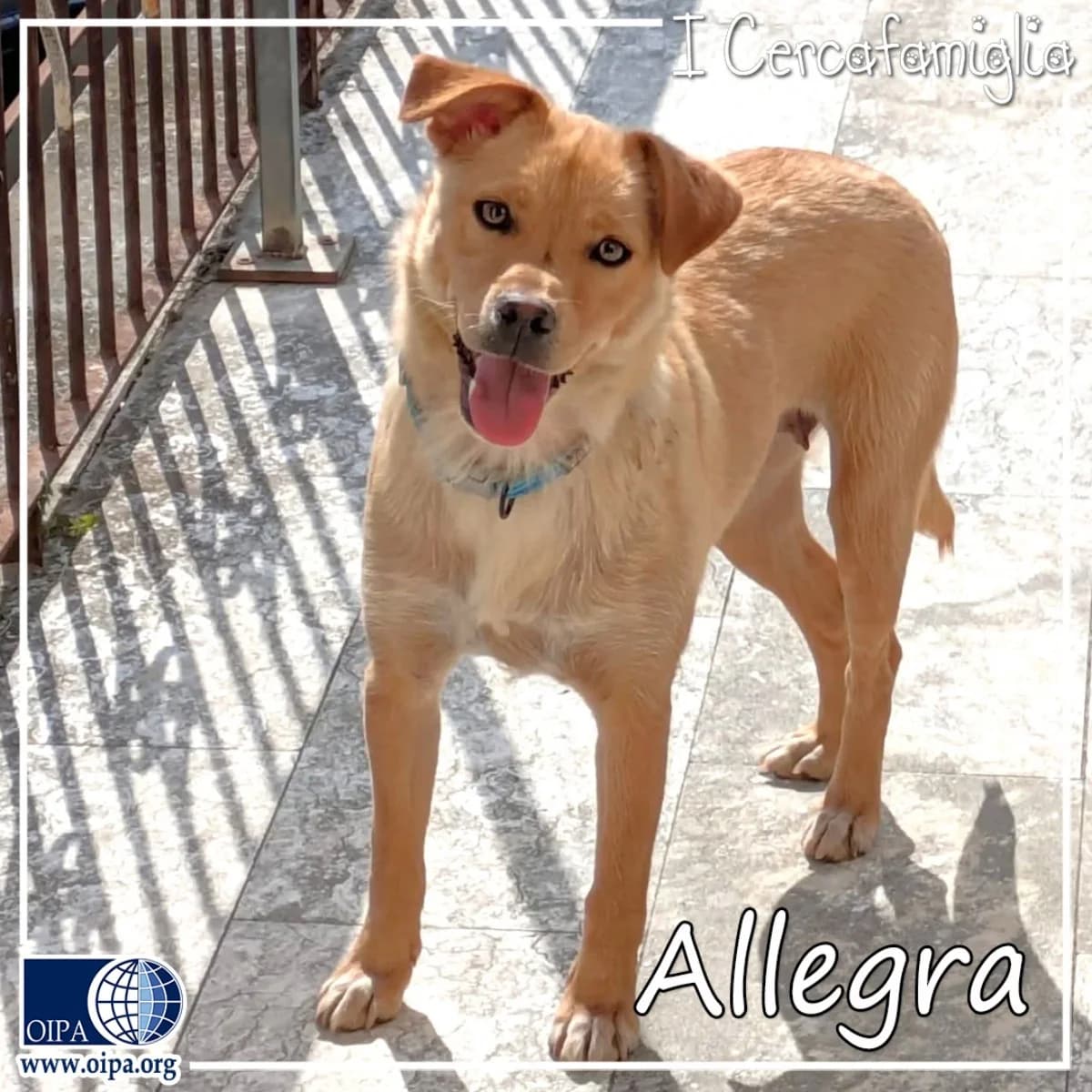 Allegra, female puppy Mixed Breed for adoption at OIPA Italy, Rome