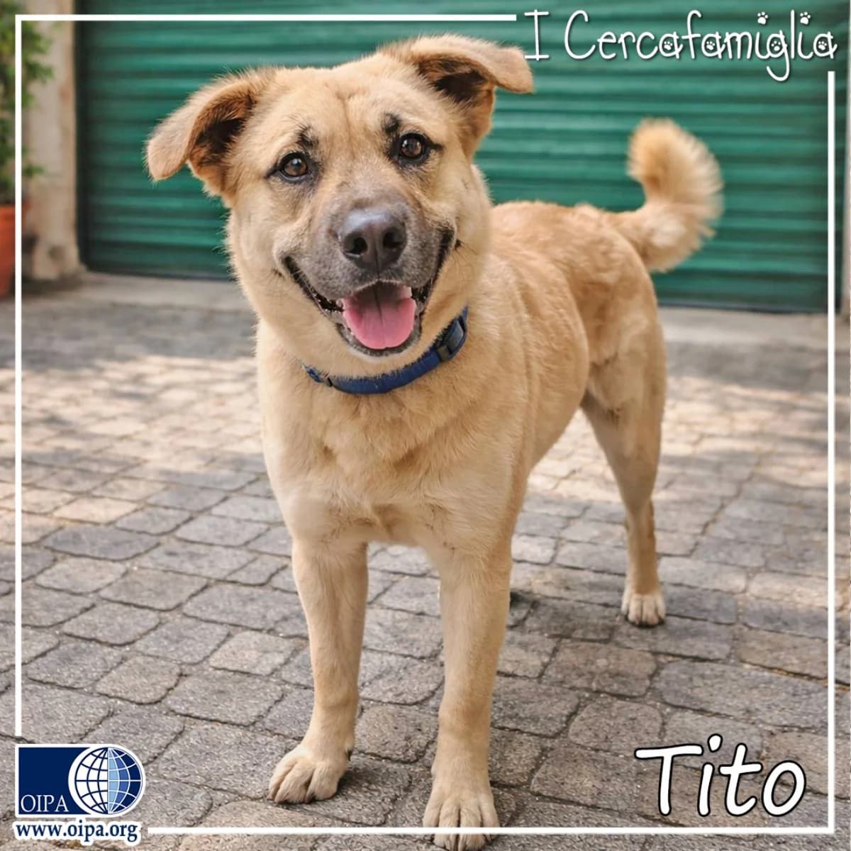Tito, male young Mixed Breed for adoption at OIPA Italy, Rome