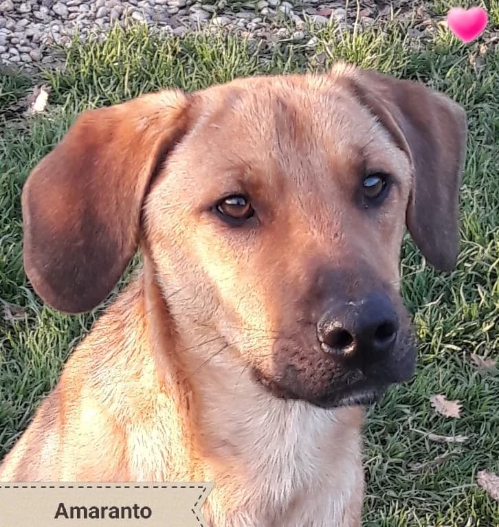 AMARANTO, male Mixed Breed for adoption at Associazione Panda Ciampino, Ciampino (RM)