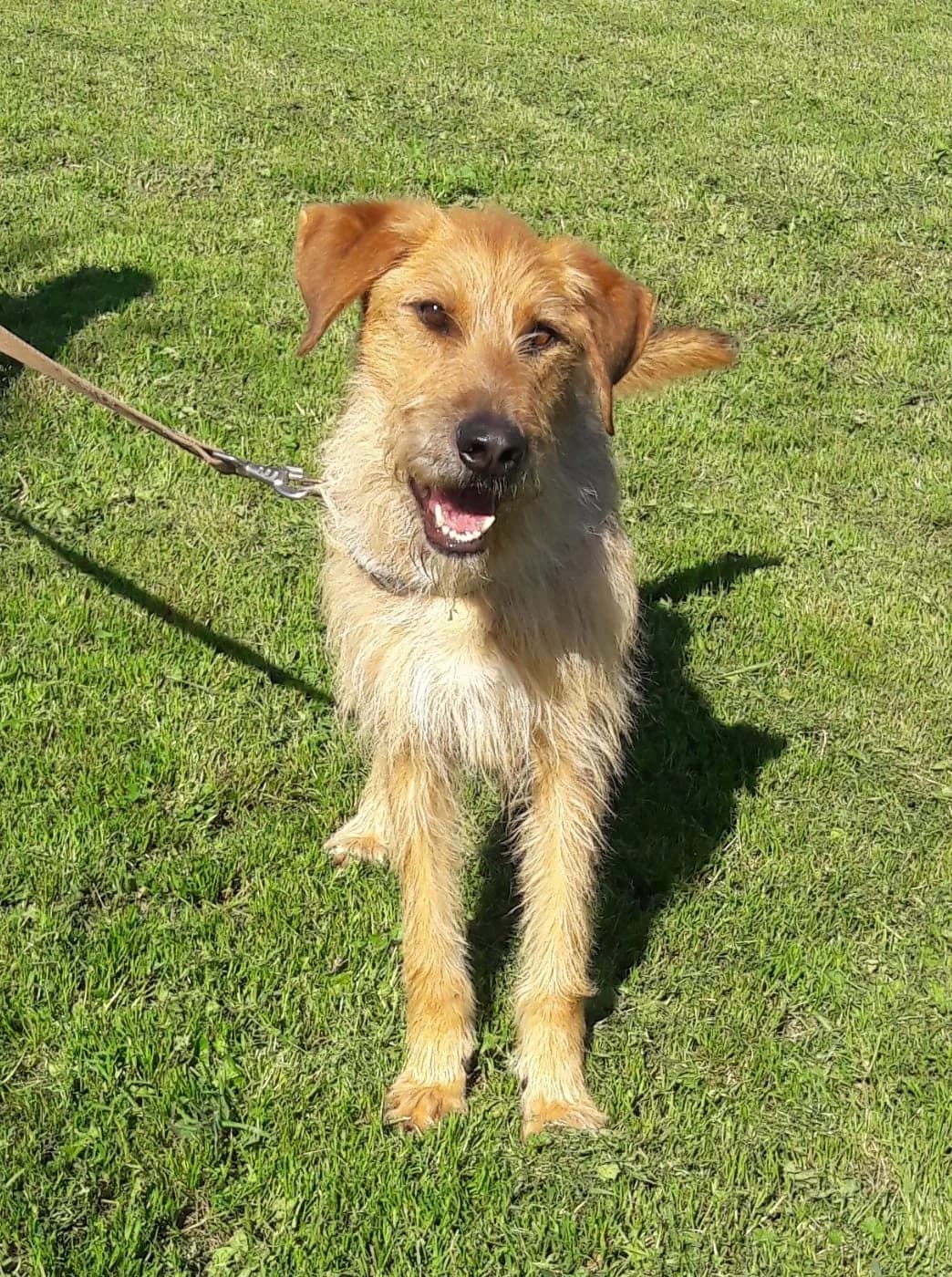 ANTONELLA, female Mixed Breed for adoption at Associazione Panda Ciampino, Ciampino (RM)