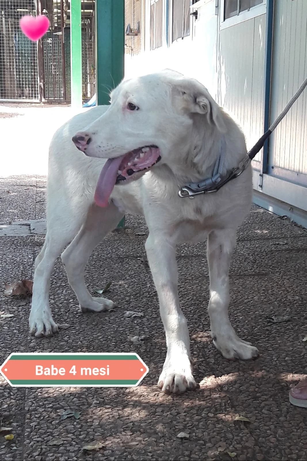 BABE, male Mixed Breed for adoption at Associazione Panda Ciampino, Ciampino (RM)