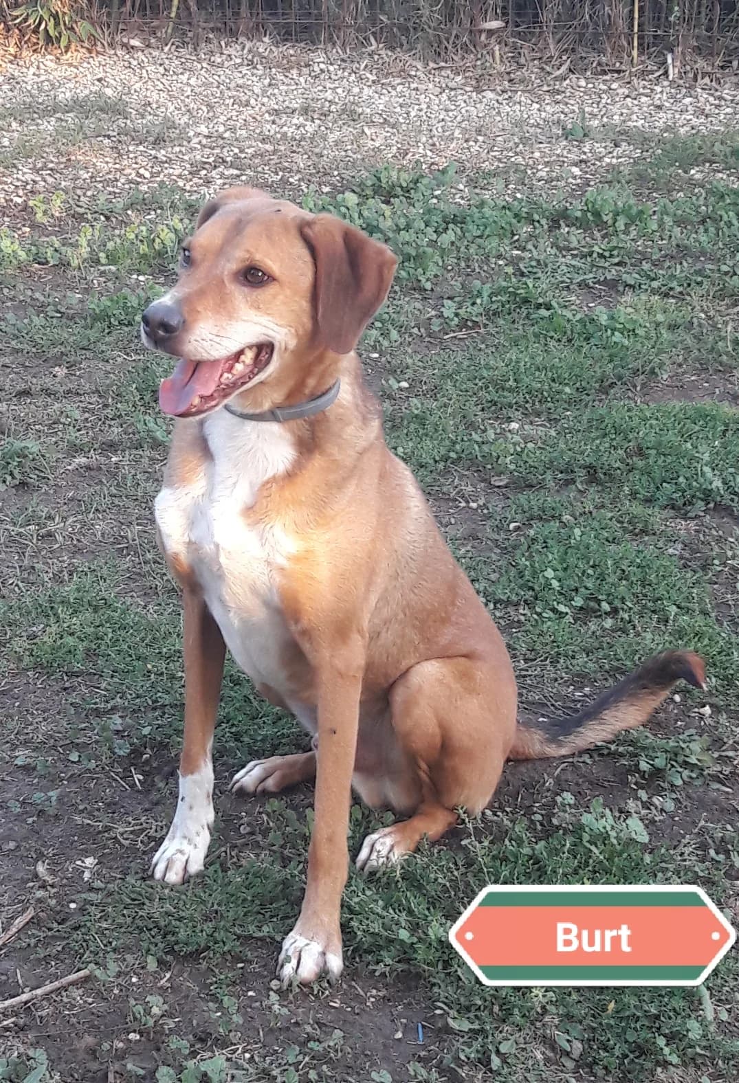 BART, male Mixed Breed for adoption at Associazione Panda Ciampino, Ciampino (RM)