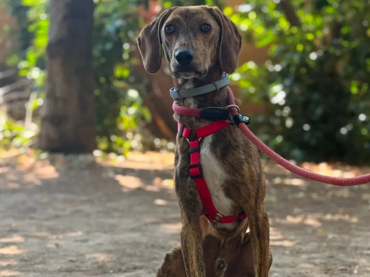 Alvin, male 3yo mixed breed for adoption at Pet Rescue Italia, Cornaredo