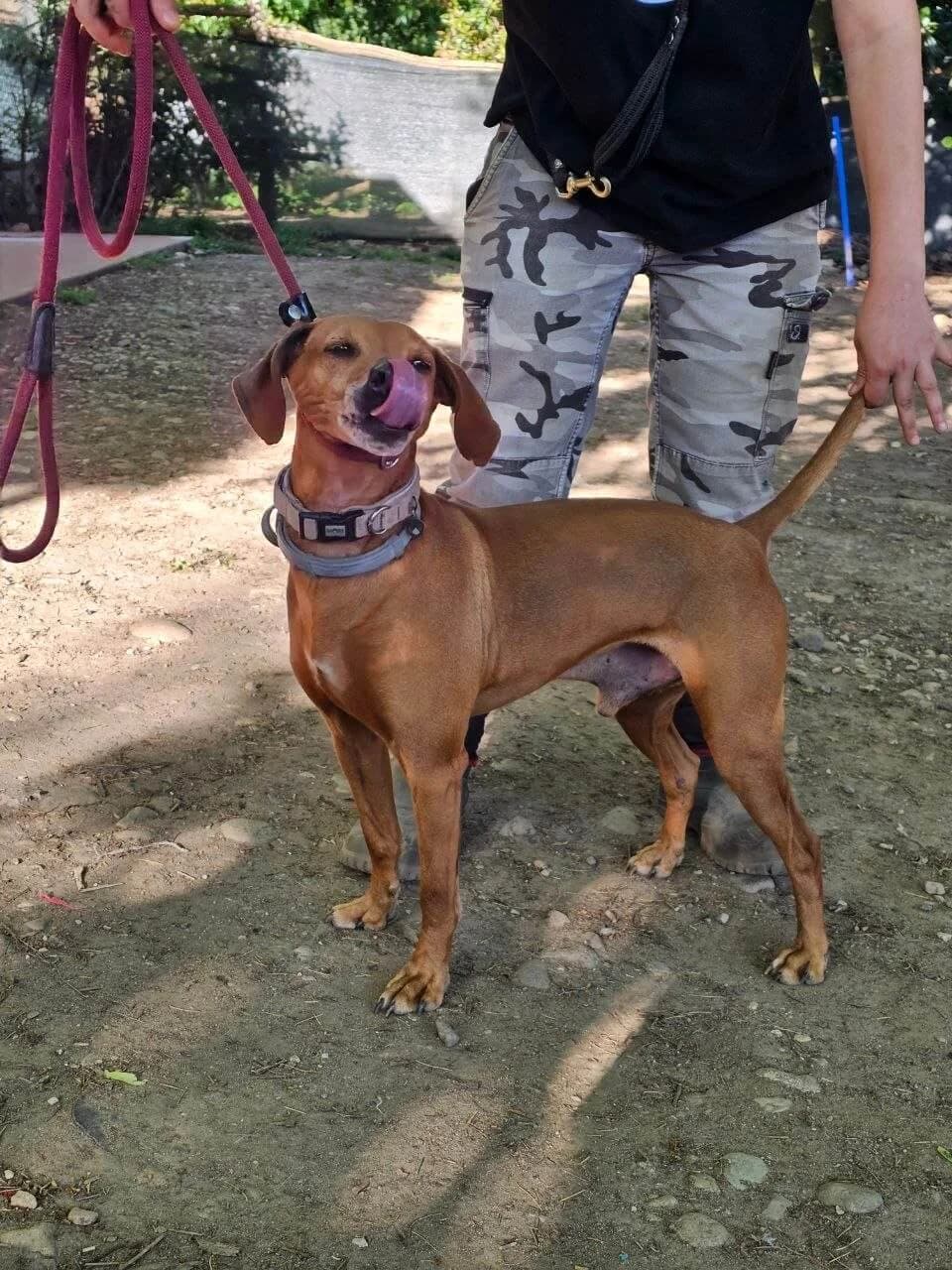 Aron, mixed breed for adoption at Pet Rescue Italia, Cornaredo