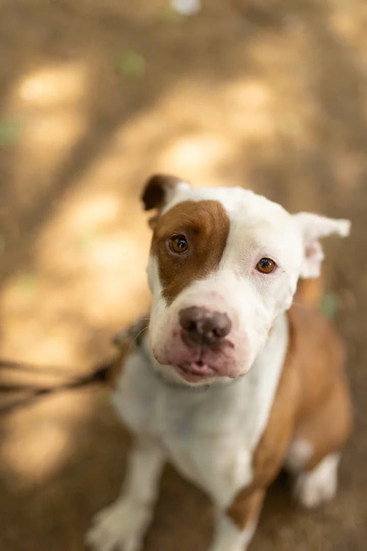 Atena,  Pit Bull Terrier for adoption at Pet Rescue Italia, Cornaredo