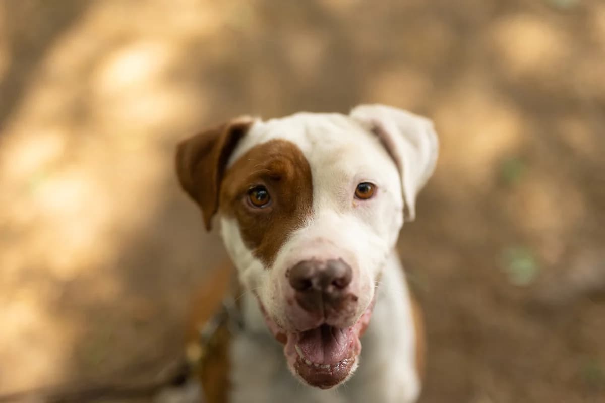 Atena,  Pit Bull Terrier for adoption at Pet Rescue Italia, Cornaredo
