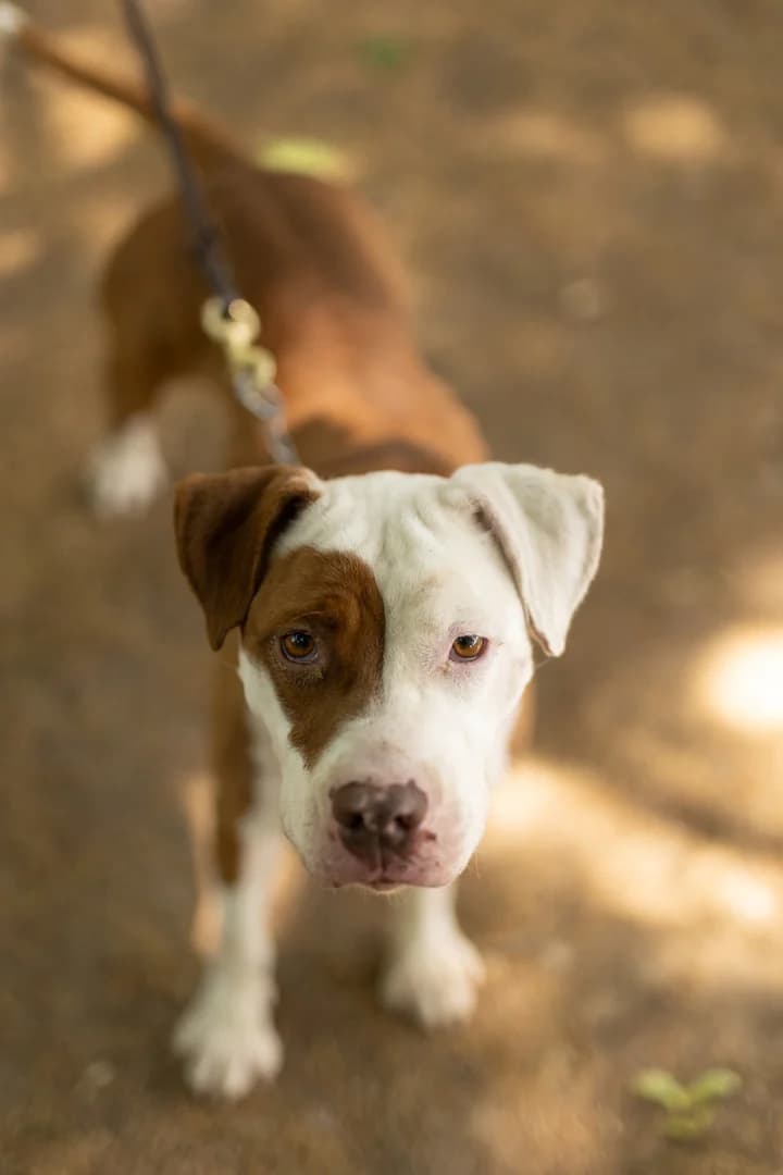 Atena,  Pit Bull Terrier for adoption at Pet Rescue Italia, Cornaredo