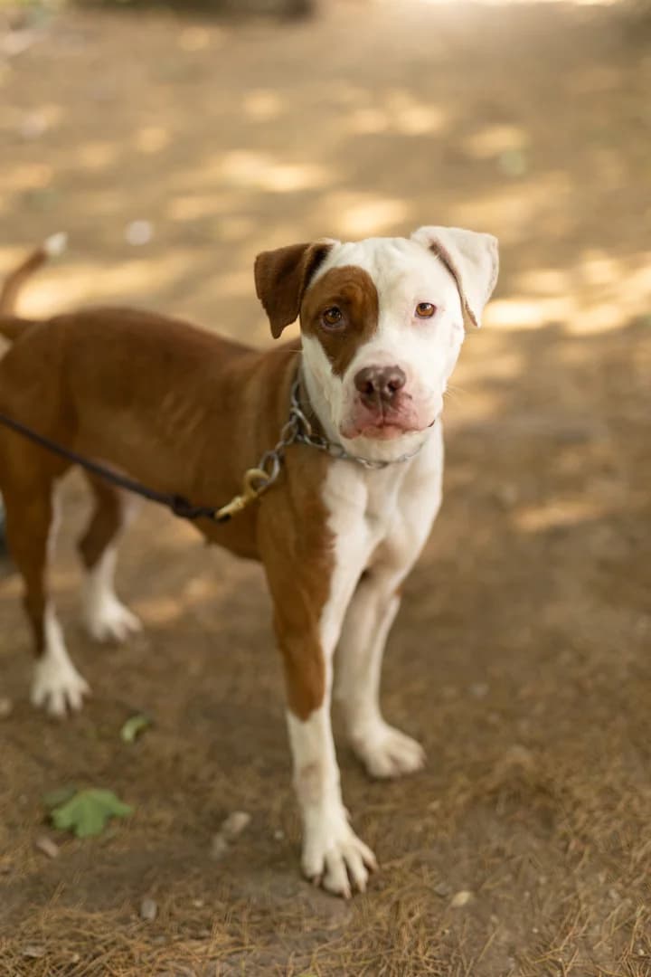 Atena, Pit Bull Terrier for adoption at Pet Rescue Italia, Cornaredo