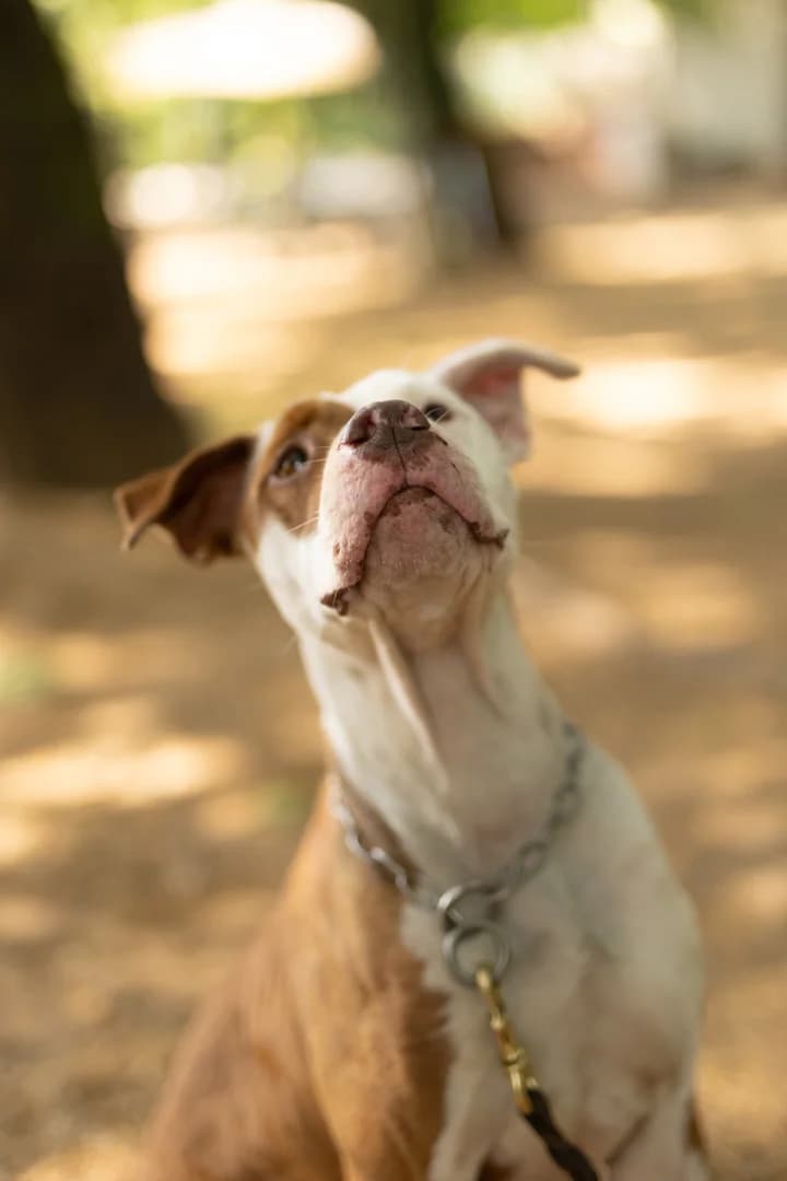 Atena,  Pit Bull Terrier for adoption at Pet Rescue Italia, Cornaredo