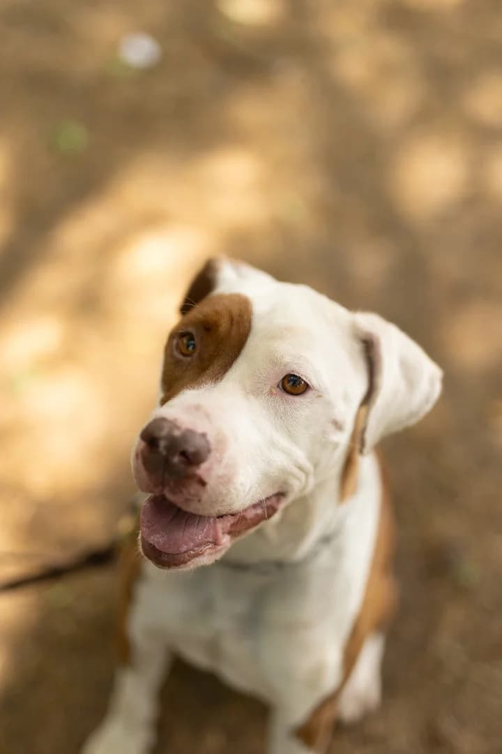 Atena, Pit Bull Terrier for adoption at Pet Rescue Italia, Cornaredo