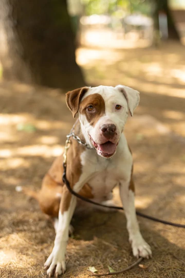 Atena,  Pit Bull Terrier for adoption at Pet Rescue Italia, Cornaredo