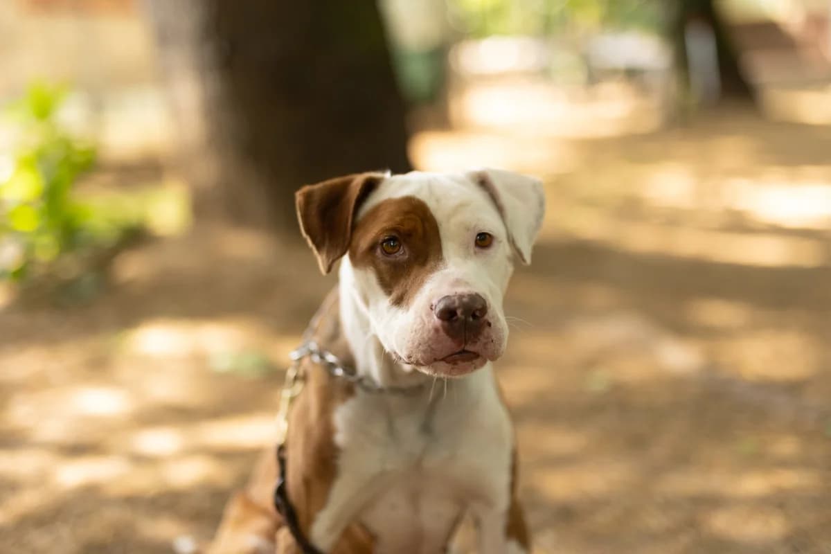 Atena, Pit Bull Terrier for adoption at Pet Rescue Italia, Cornaredo