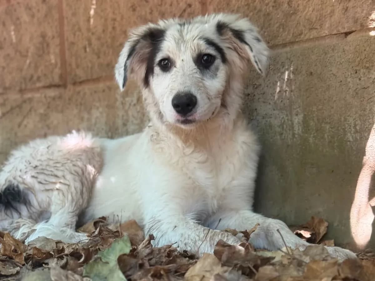 Atene,  (Pet Rescue Italia)
