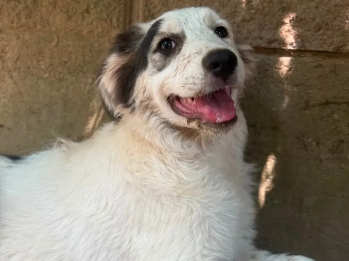 Atene, female puppy mixed breed for adoption at Pet Rescue Italia, Cornaredo