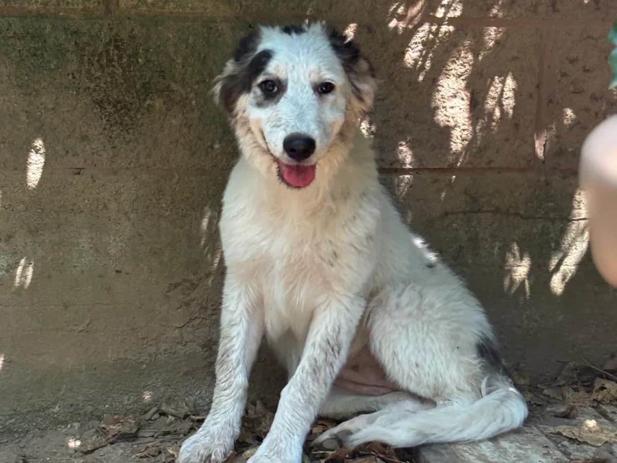 Atene, female puppy mixed breed for adoption at Pet Rescue Italia, Cornaredo