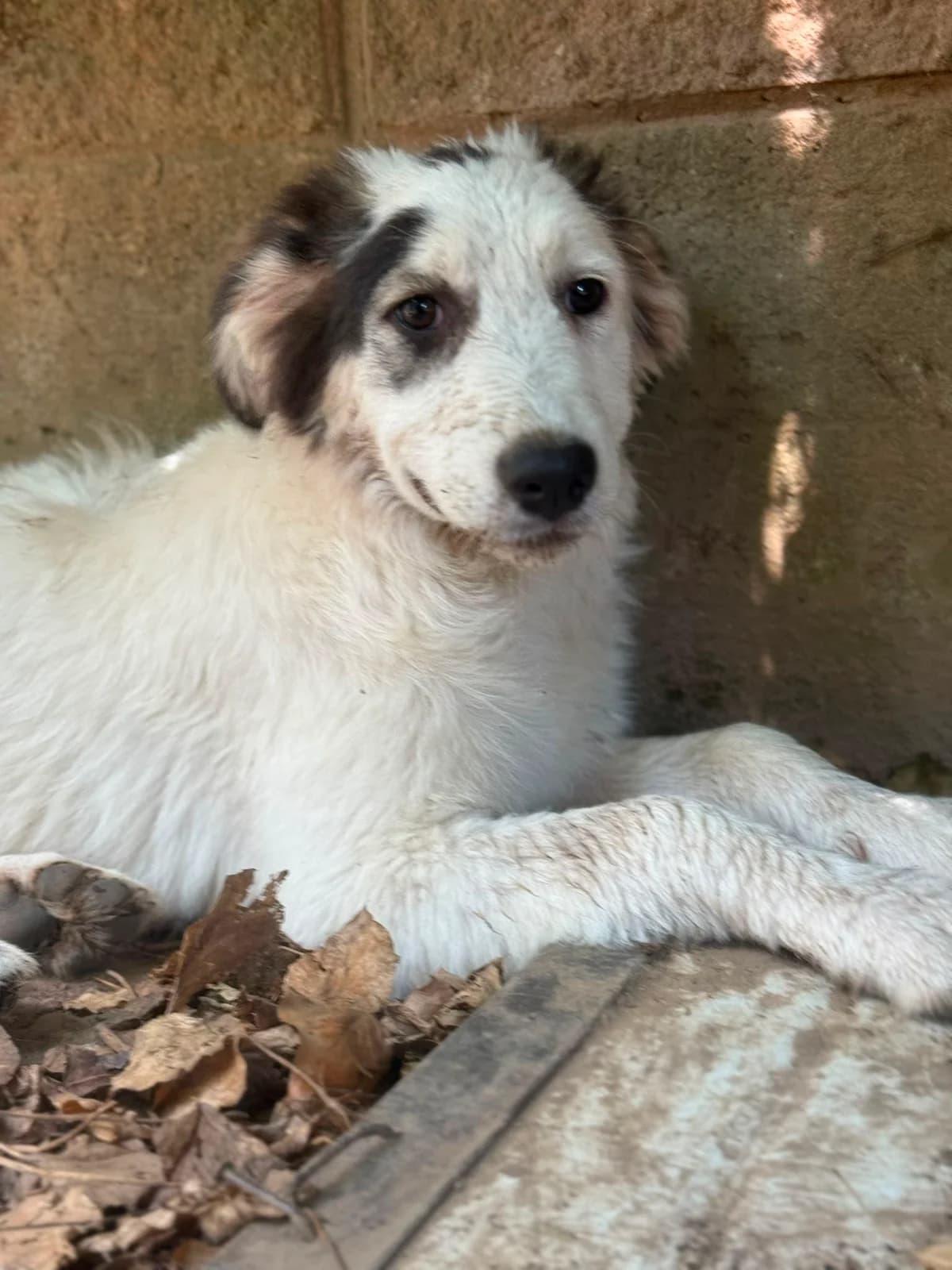 Atene, female puppy mixed breed for adoption at Pet Rescue Italia, Cornaredo