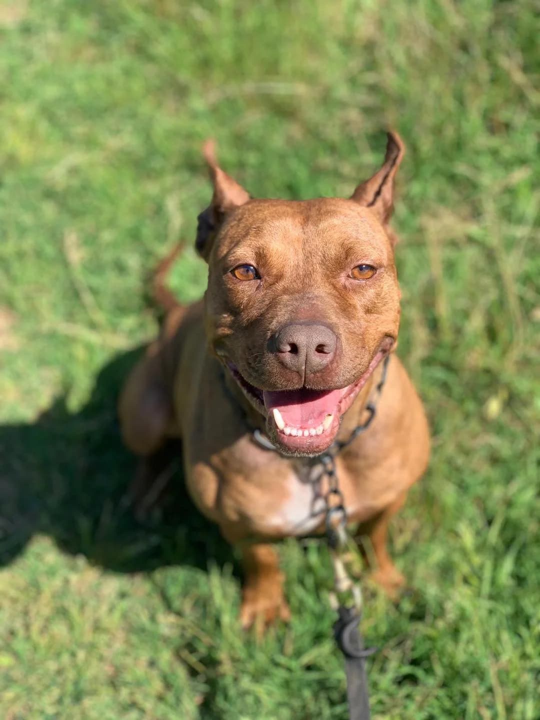 Athena,  Mixed Breed for adoption at Pet Rescue Italia, Cornaredo