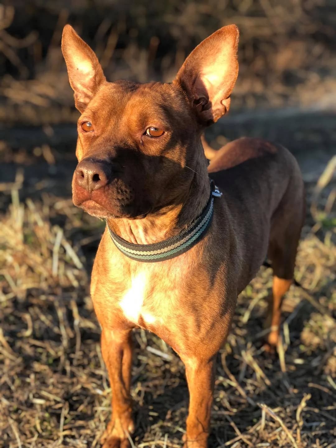 Athena,  Mixed Breed for adoption at Pet Rescue Italia, Cornaredo — photo 2 of 3