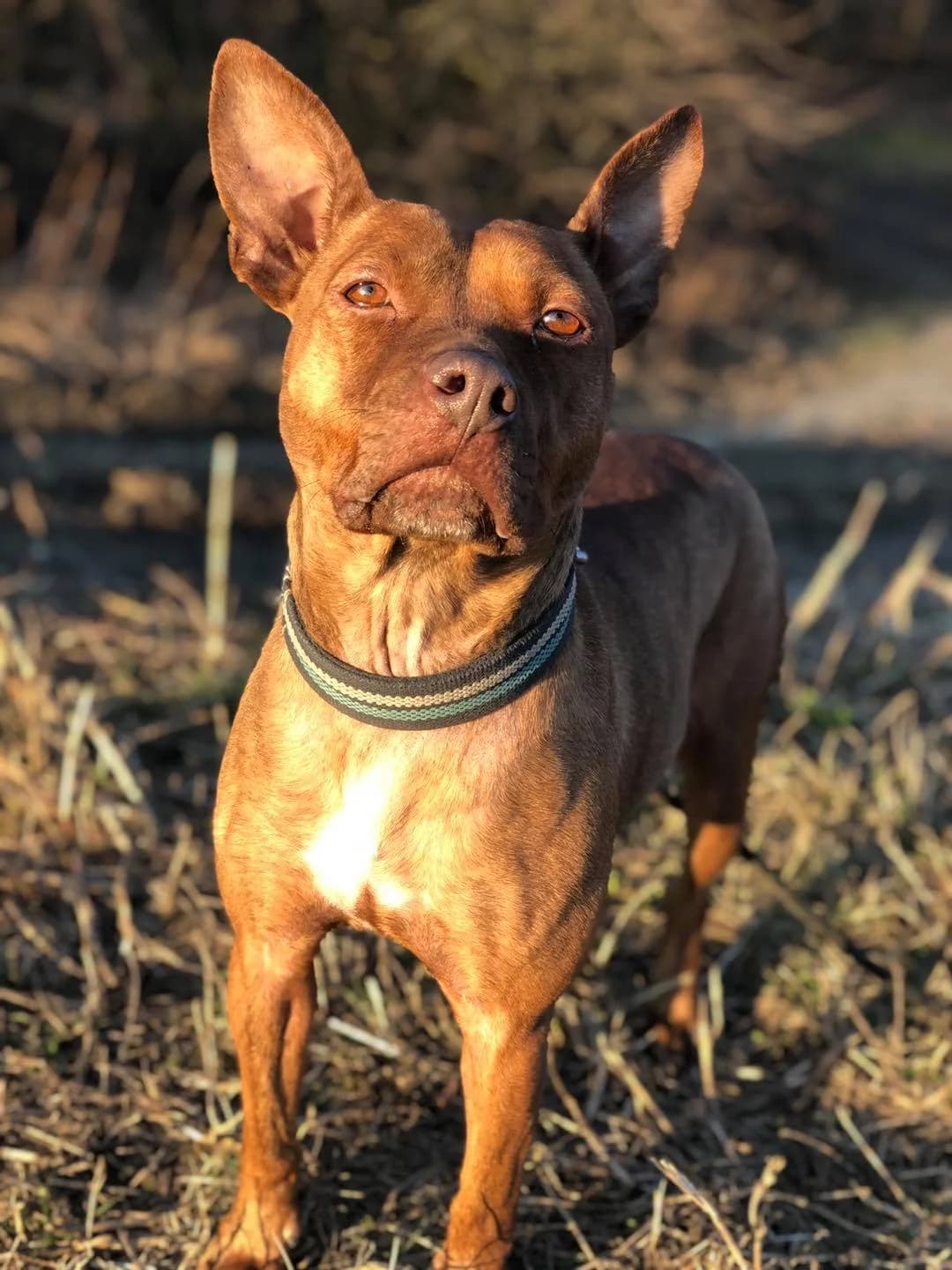 Athena,  Mixed Breed for adoption at Pet Rescue Italia, Cornaredo — photo 3 of 3