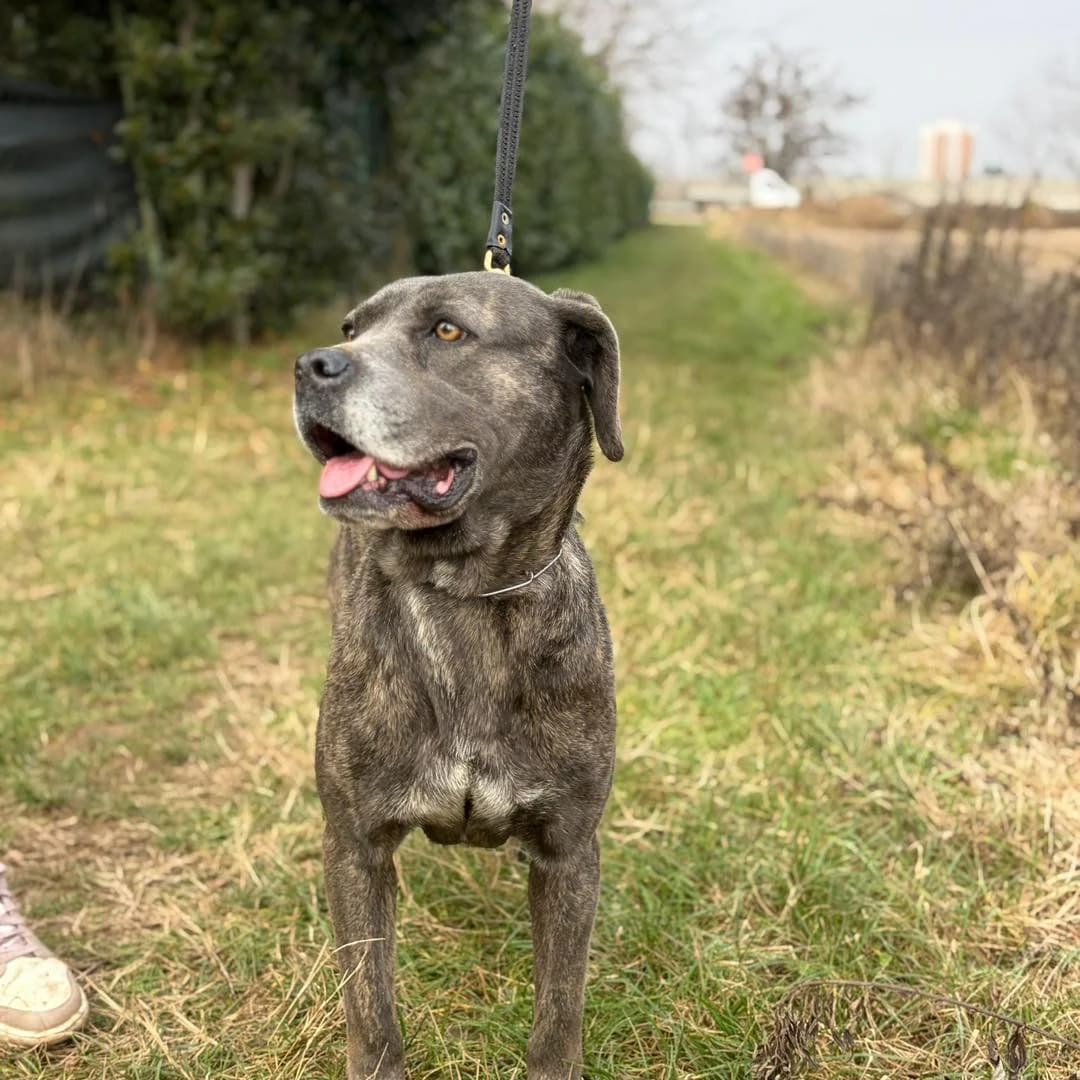 Bea,  Cane Corso for adoption at Pet Rescue Italia, Cornaredo